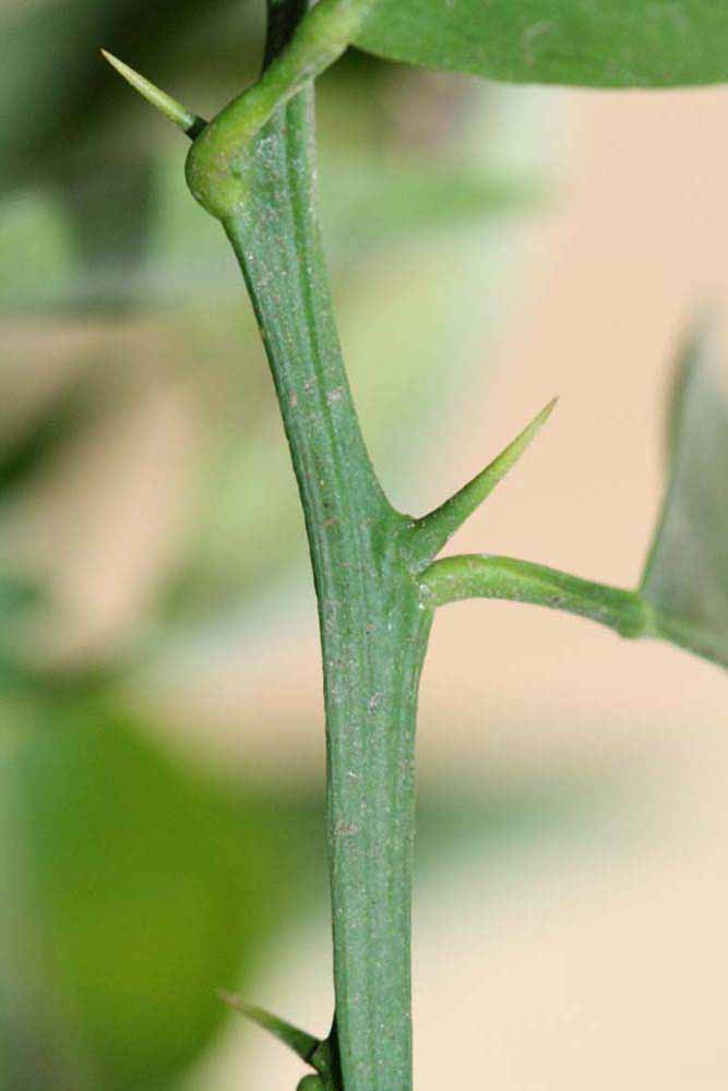            First year twig (Riverside, CA)   